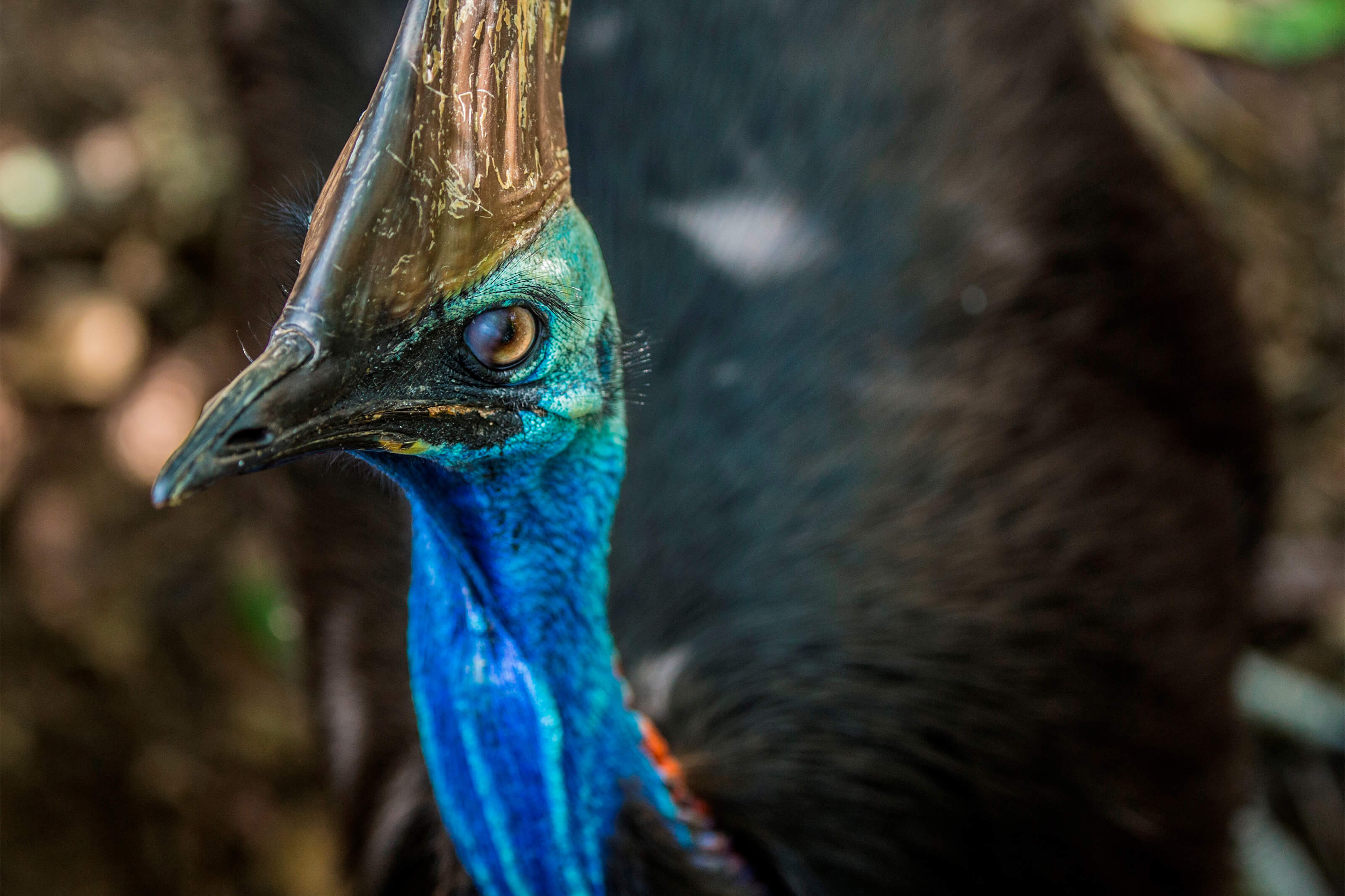 Baby Cassowary Baby Cassowary