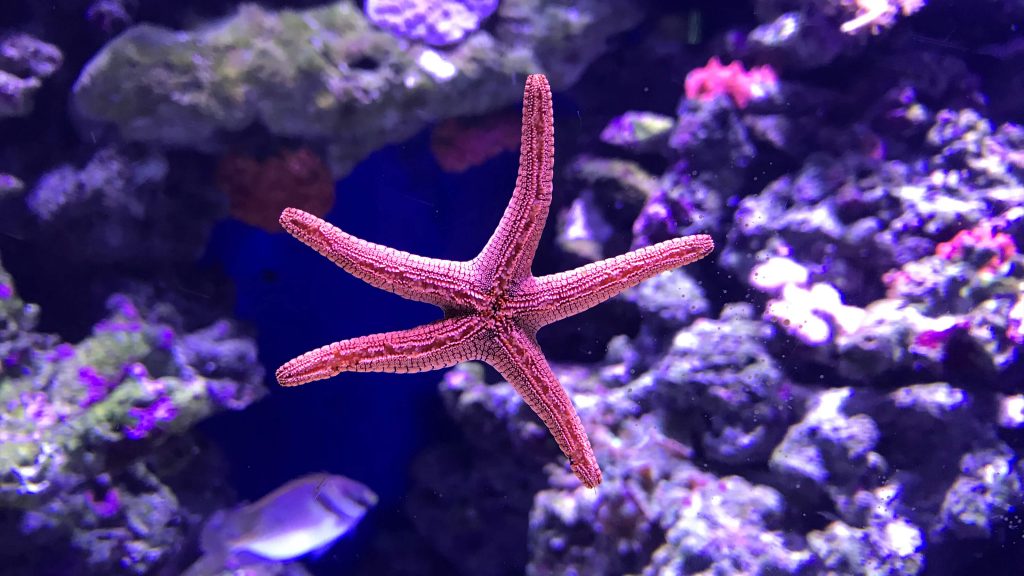 Cairns Aquarium - Tropical North QLD