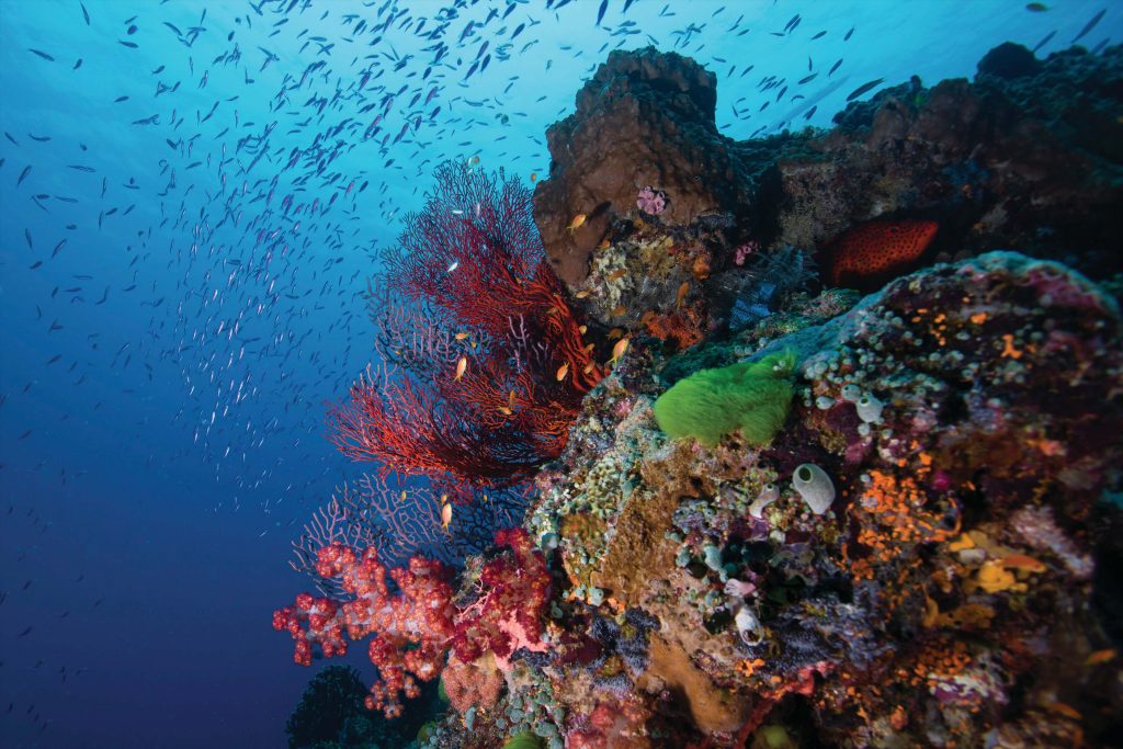 Tijou Reef