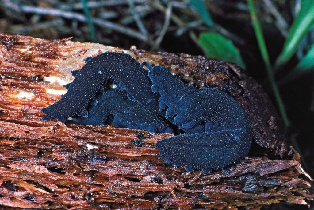 velvet worm