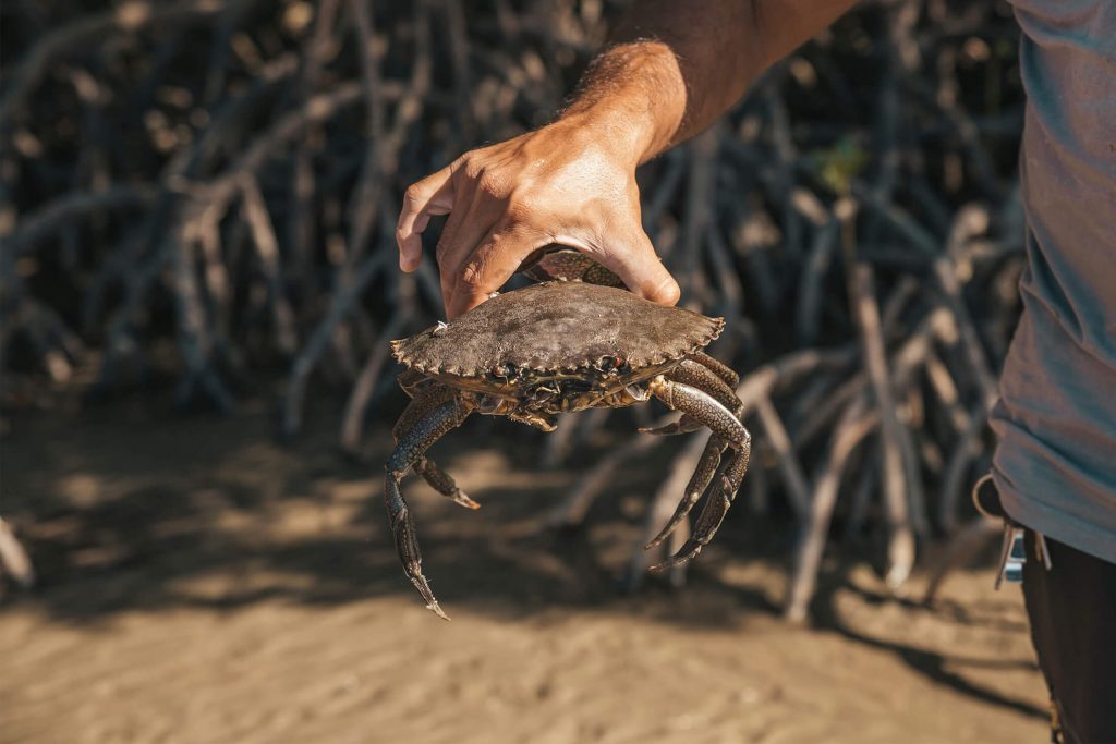 Mud crab catch at Walkbaout Cultural Adventures