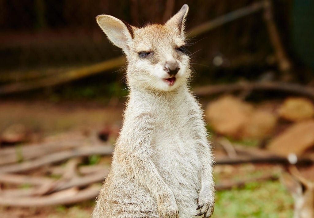 Wallaby at Rainforestation