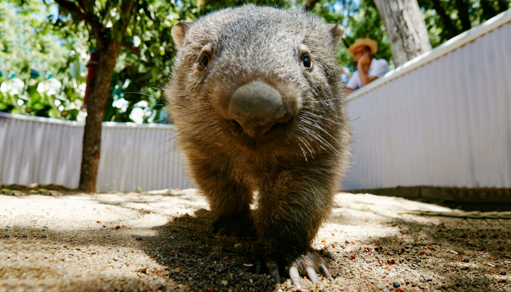 wombat at hartleys crocodile adventures