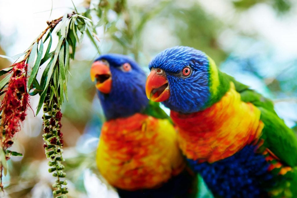 lorikeet at birdworld in kuranda