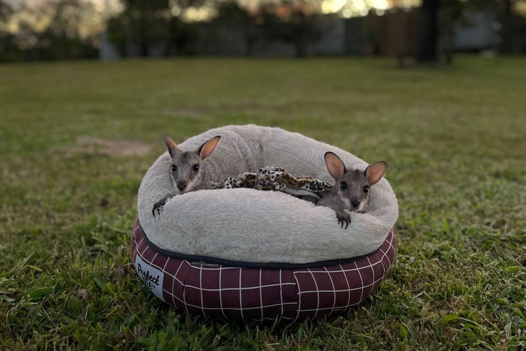 agile wallaby joeys