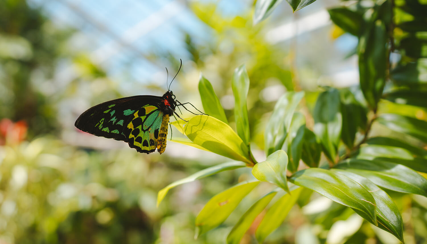 australian butterfly sanctuary