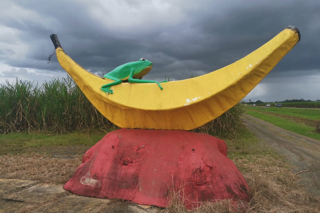big frog on a banana