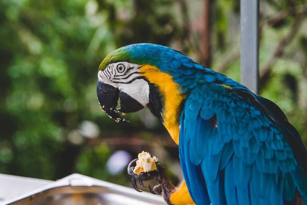 Birdworld Kuranda