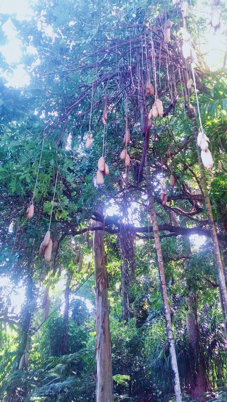 botanic gardens sausage tree