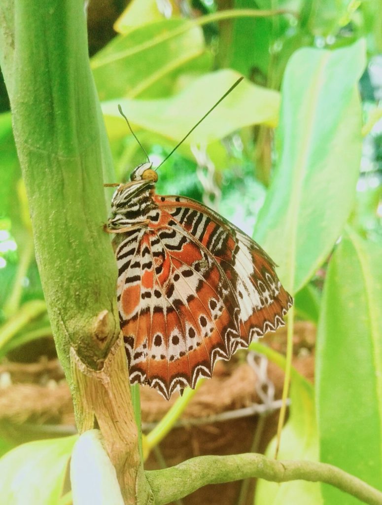 butterfly cairns botanic gardens