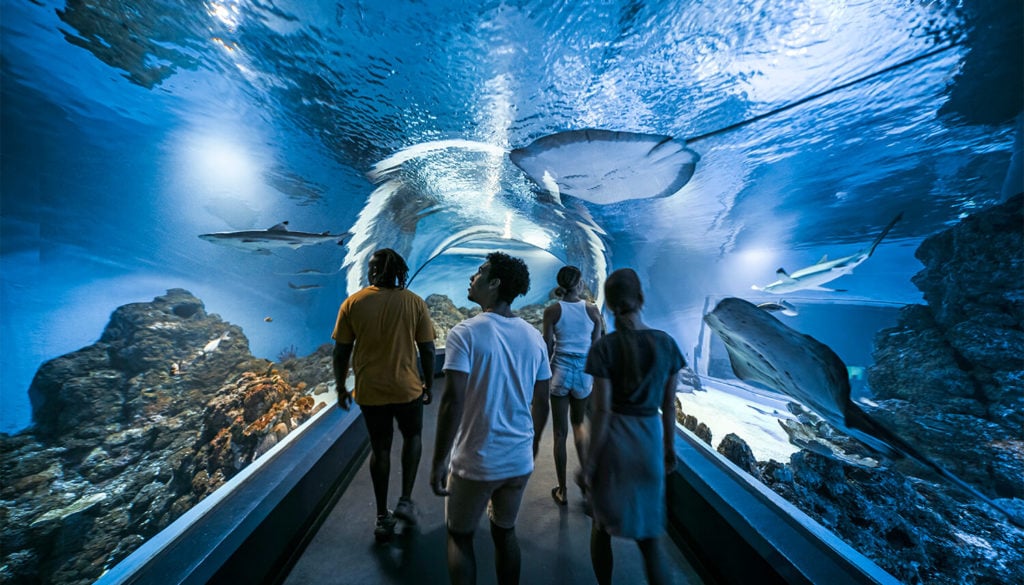 cairns aquarium