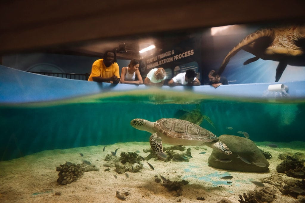 Cairns Aquarium Turtle Rehabilitation Centre