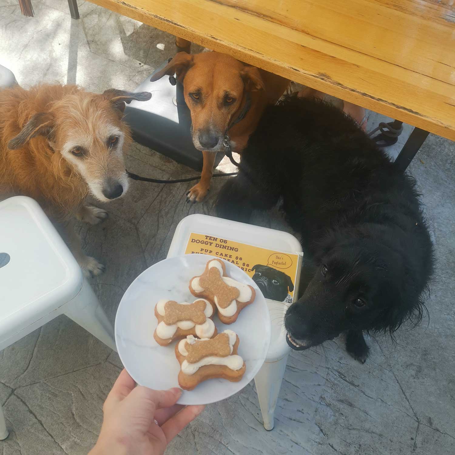 Dog friendly travel in Cairns Cairns & Great Barrier Reef