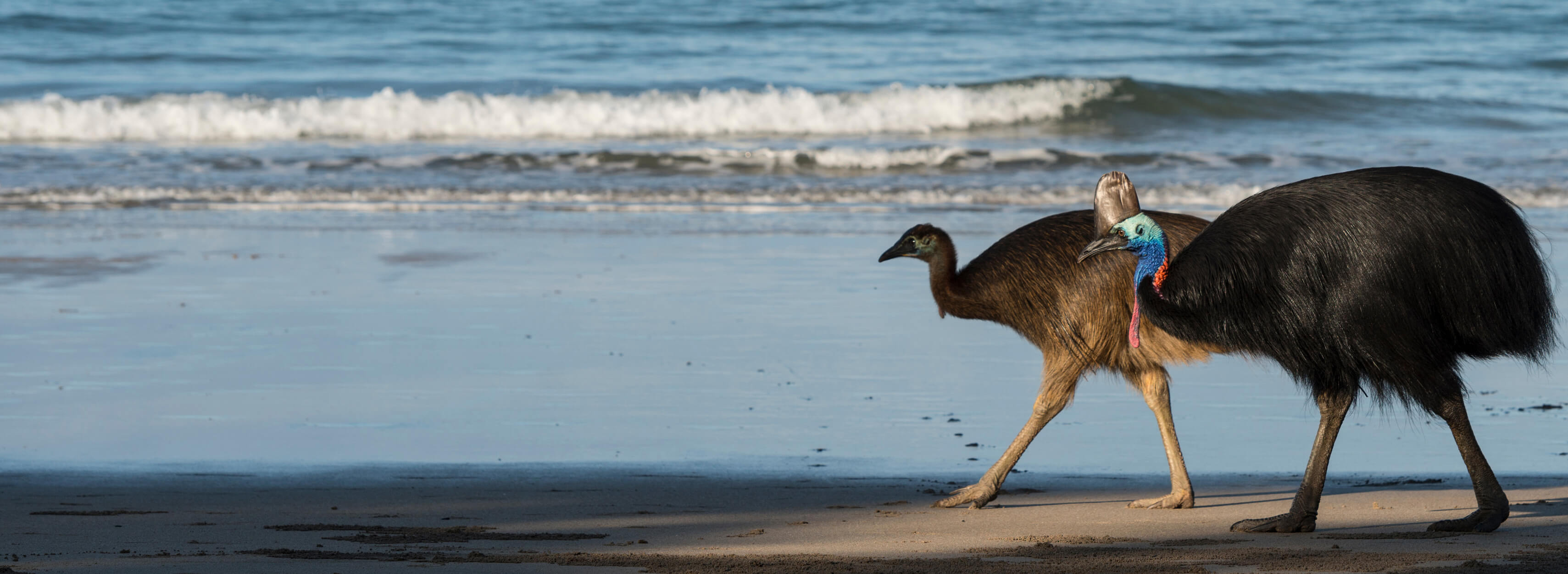 Cassowary Coast Rentals at Rita Ledford blog