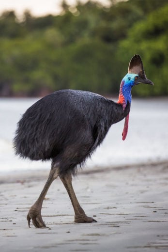 Cassowary Spotting In Tropical Rainforests | Cairns & Great Barrier Reef