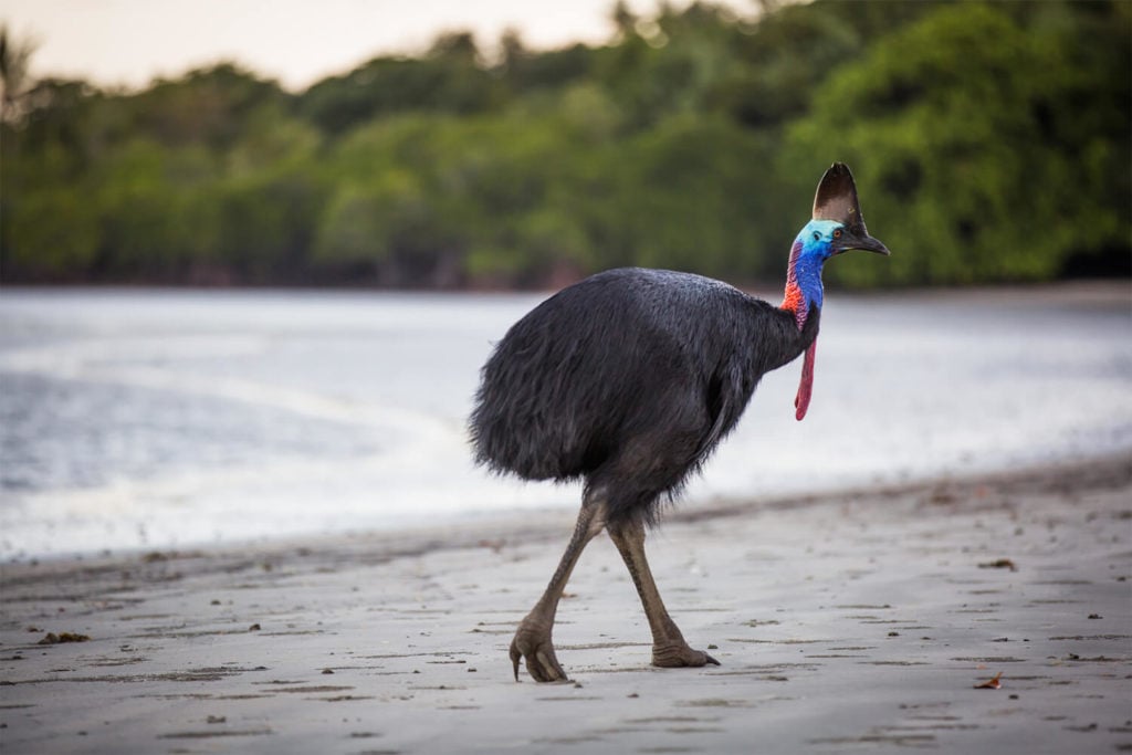 Cassowary in the Daintree