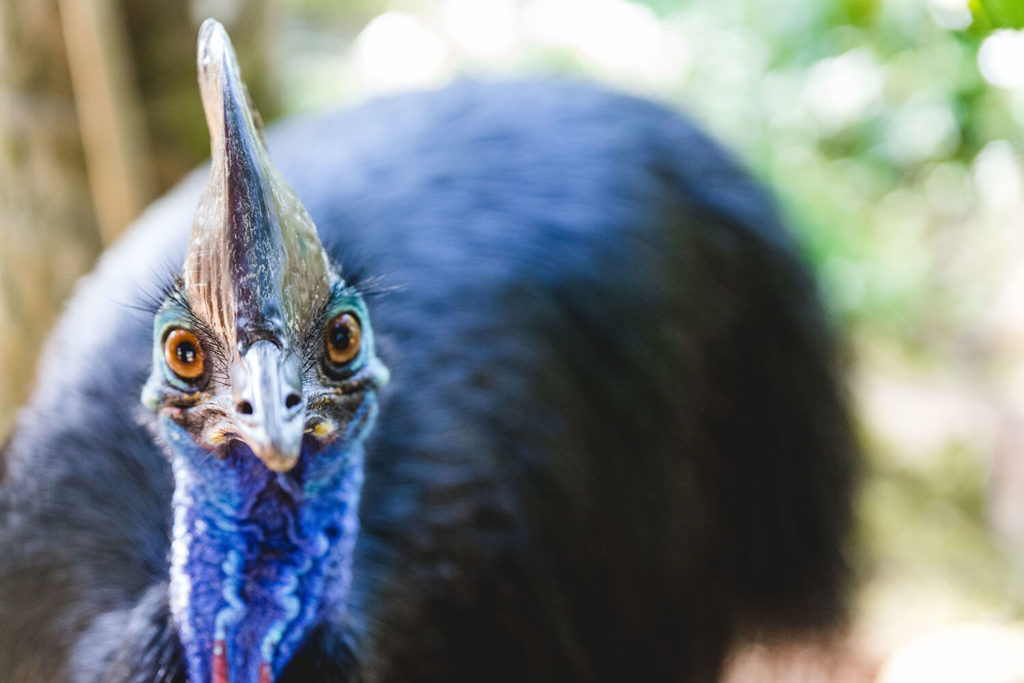 Discovery - Photo of the Day: The Cassowary is a flightless bird with a  bright blue face and neck. They are closely related to the emu.