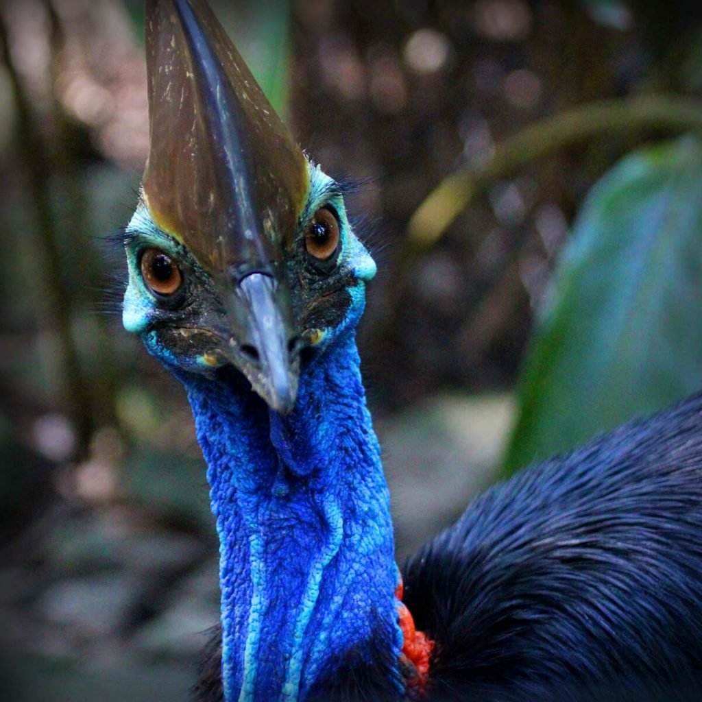 Tropical Rainforest Wildlife | Cairns & Great Barrier Reef