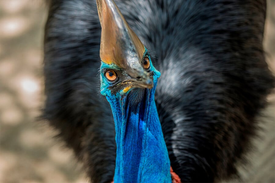 Cassowary