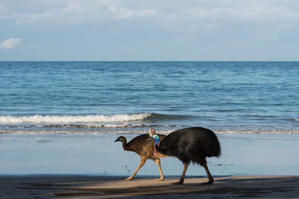 cassowary on beach