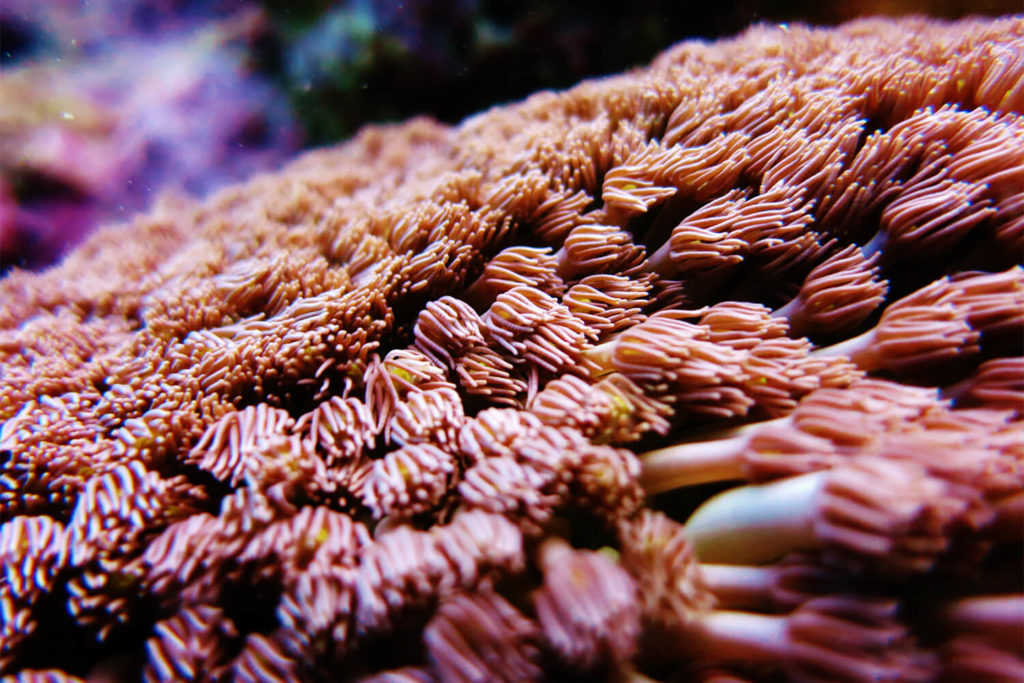 Coral