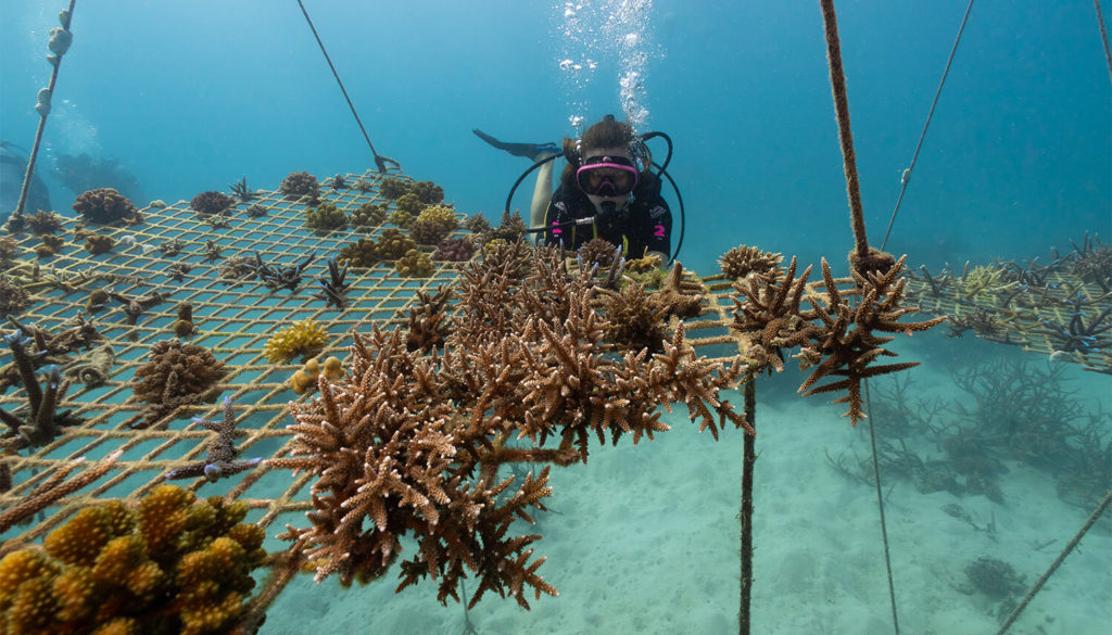 coral nursery great barrier reef