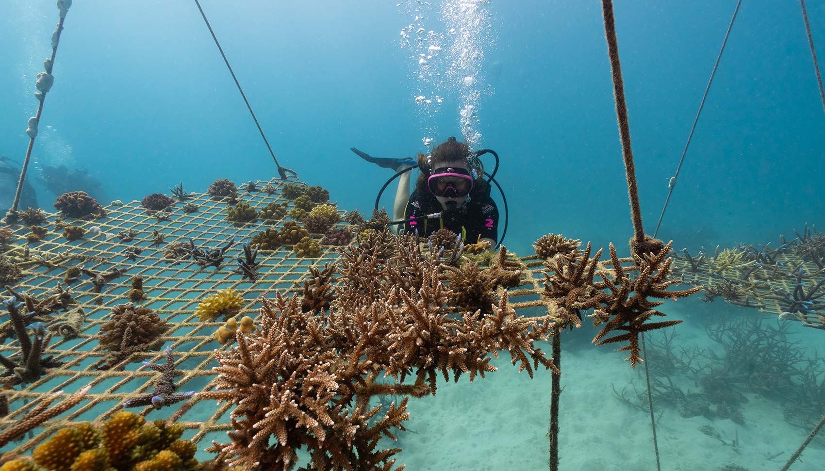 coral nurture program