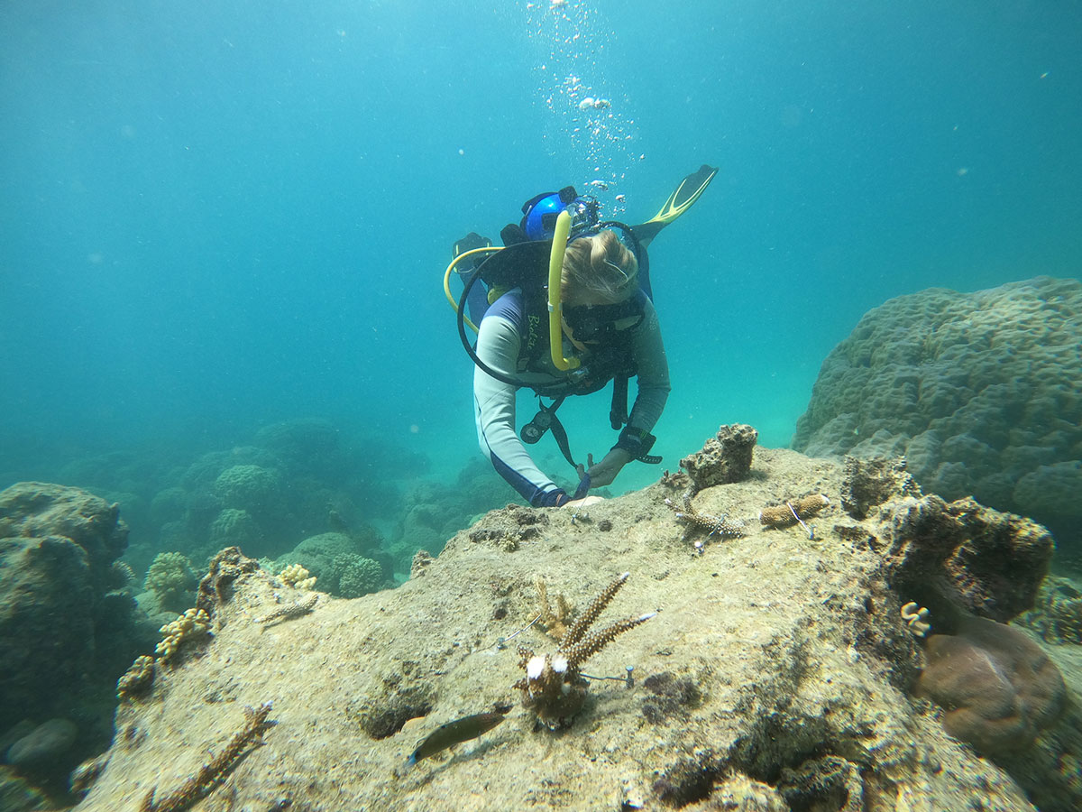 coral planting with the coral nurture program