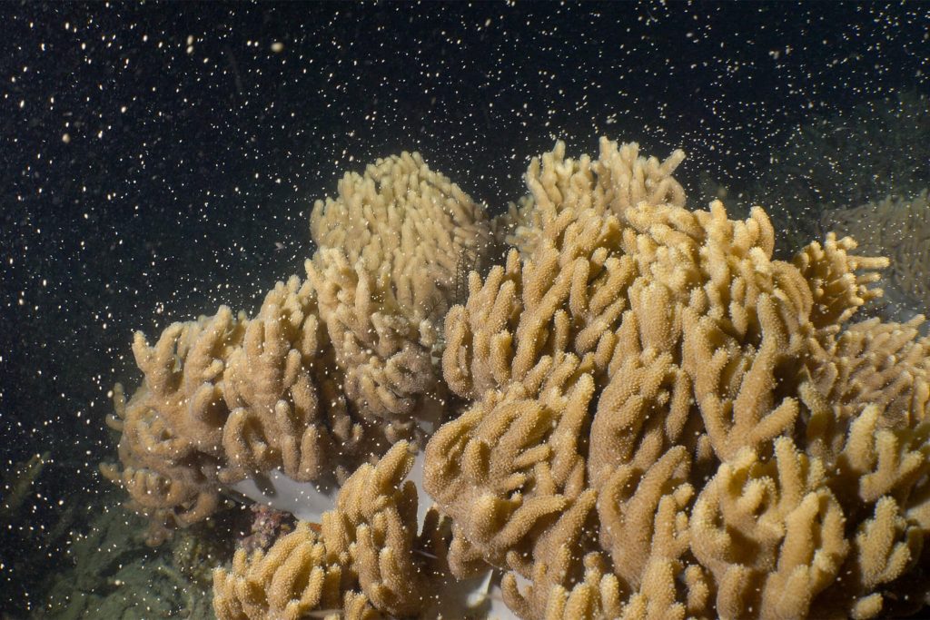 Coral spawning