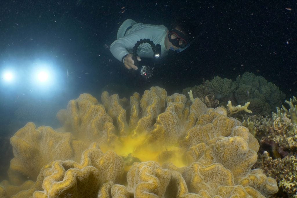 Snorkeler awaiting the coral spawning