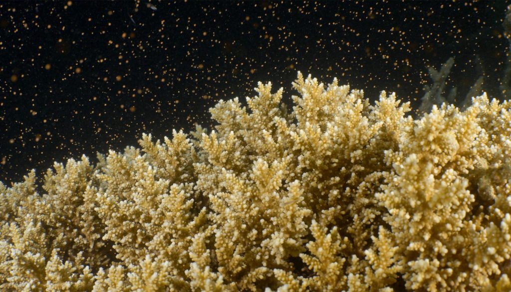 Coral spawning close up