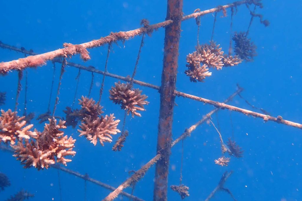 coral tree reef restoration