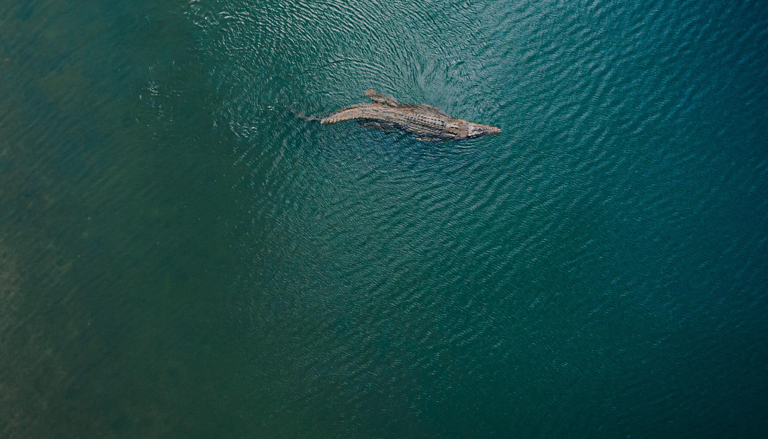 crocodile in bloomfield river