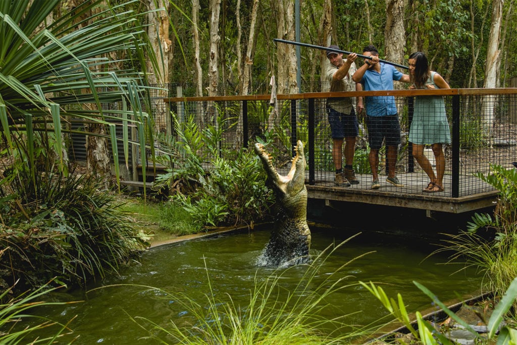 Crocodile feeding at hartleys