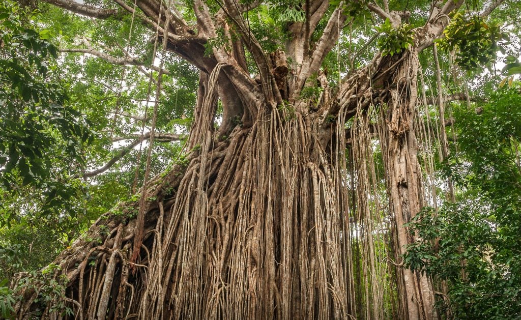 Curtain fig tree