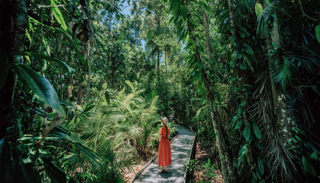 daintree rainforest boardwalk