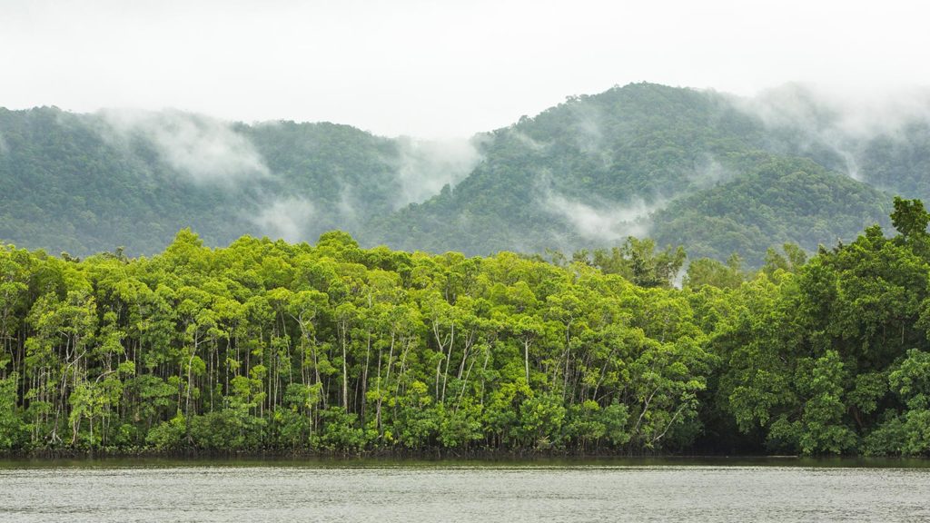daintree rainforest during summer rain