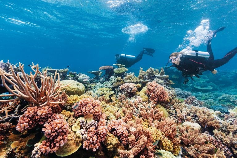 Scuba Diving On The GBR | Cairns & Great Barrier Reef