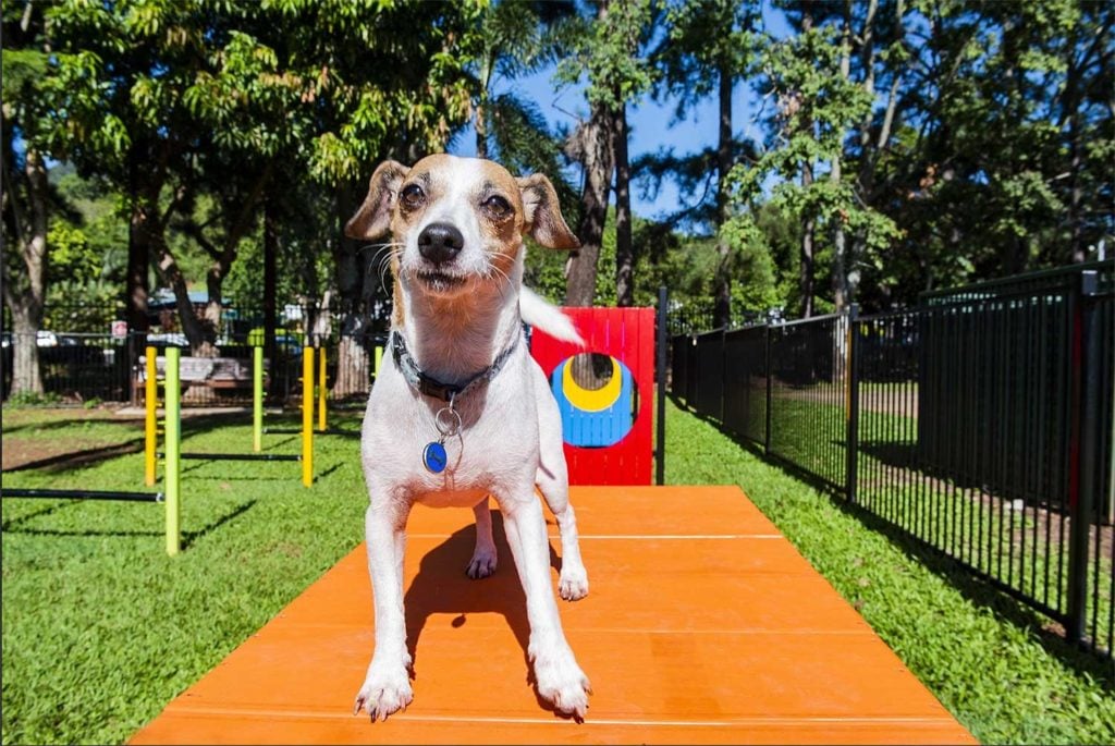 dog friendly accommodation cairns big 4 ingenia cairns coconut