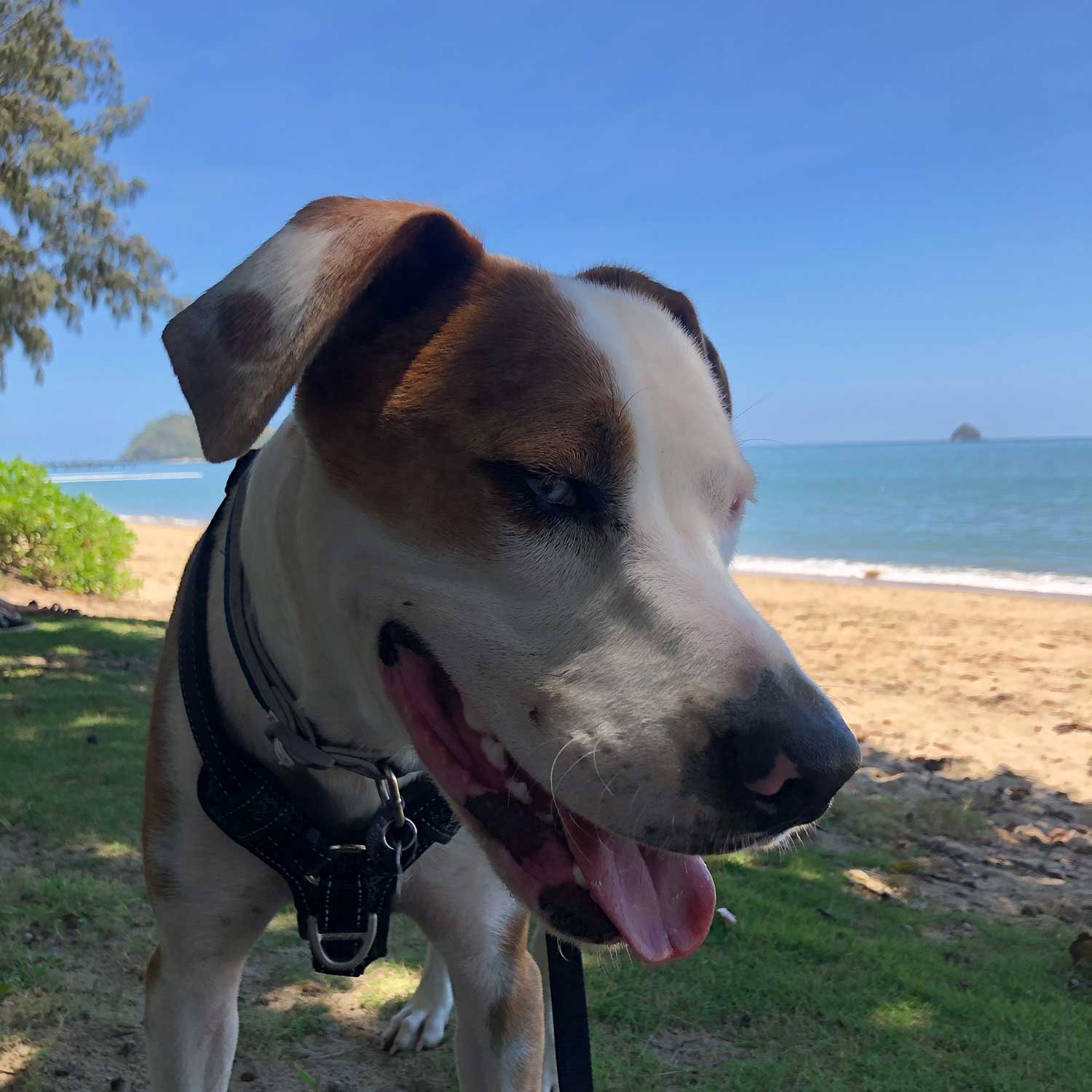 Dog friendly travel in Cairns Cairns & Great Barrier Reef