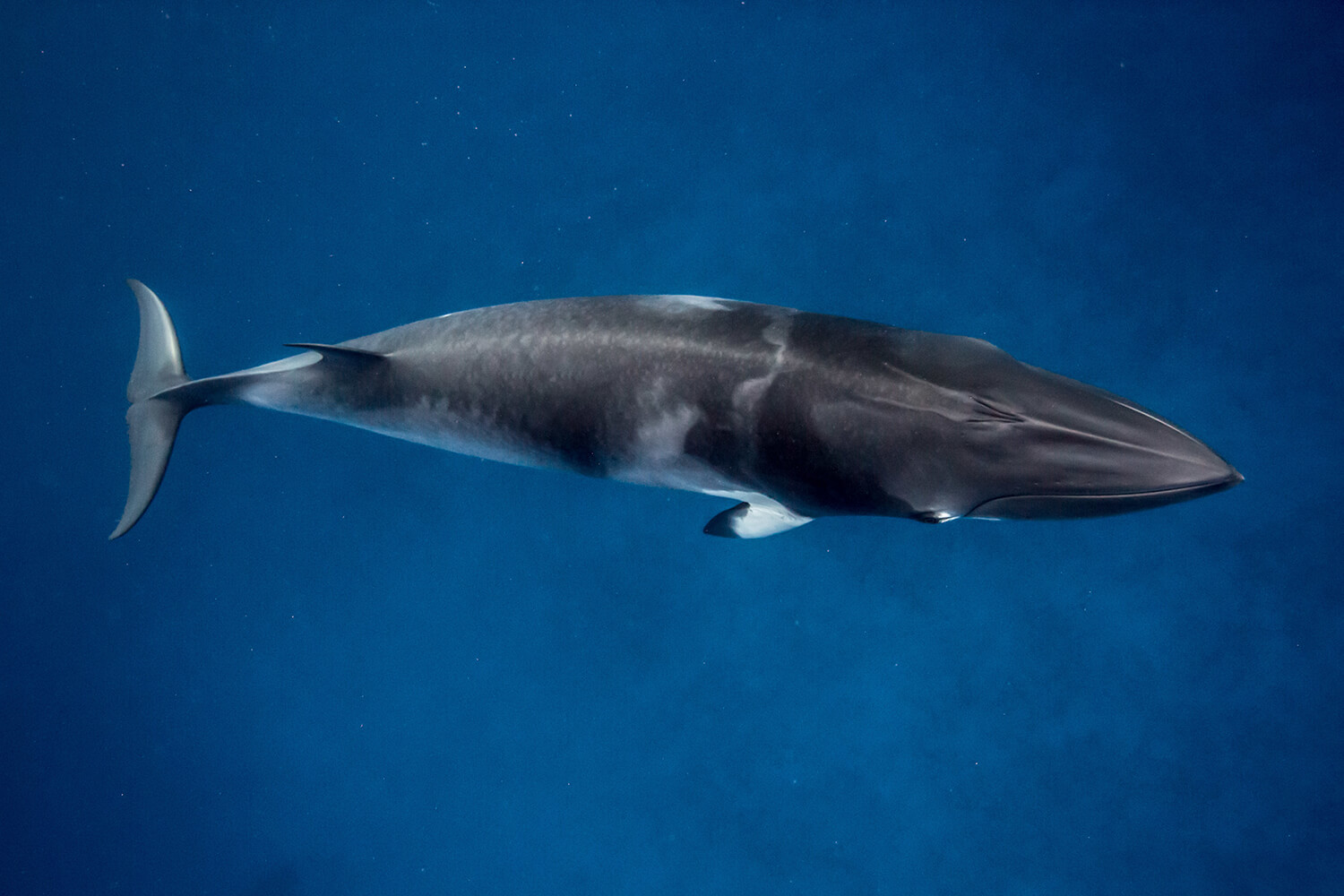 Dwarf Minke Whale