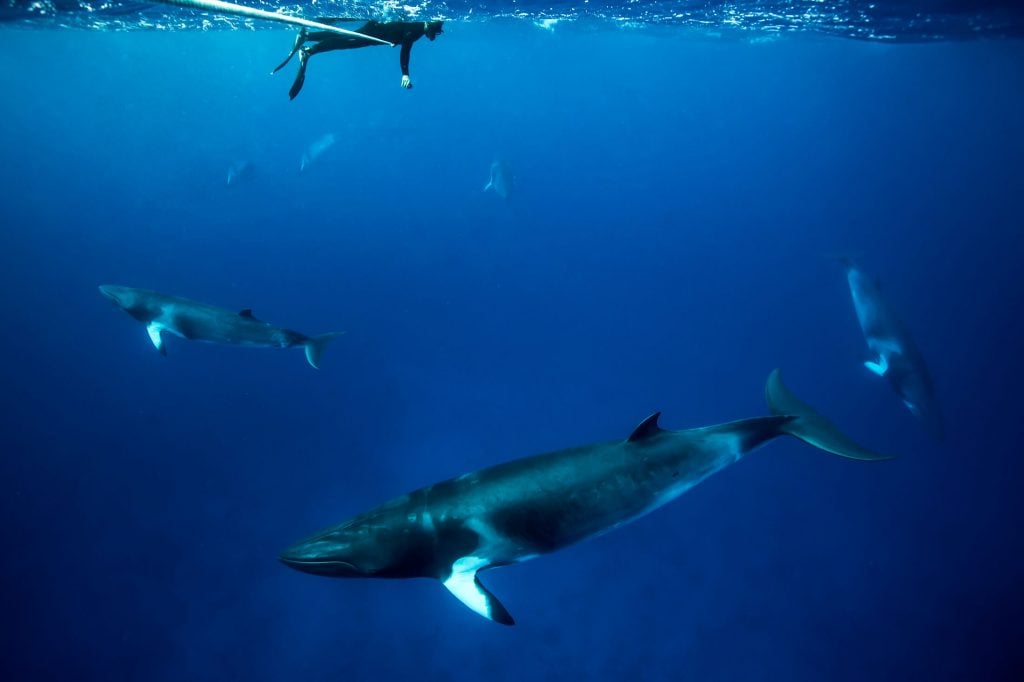 Dwarf Minke Whales