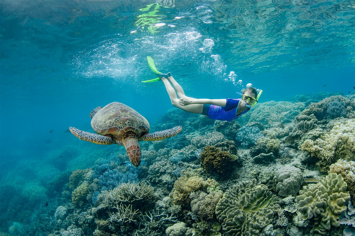 Great Barrier Reef snorkeling tours