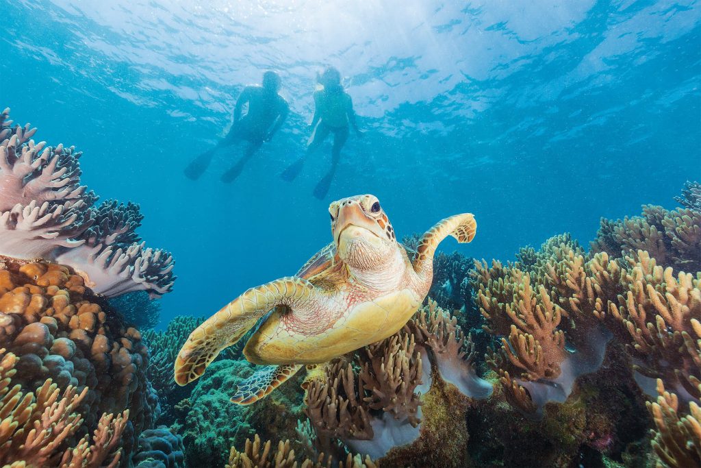 Snorkelling on the Great Barrier Reef