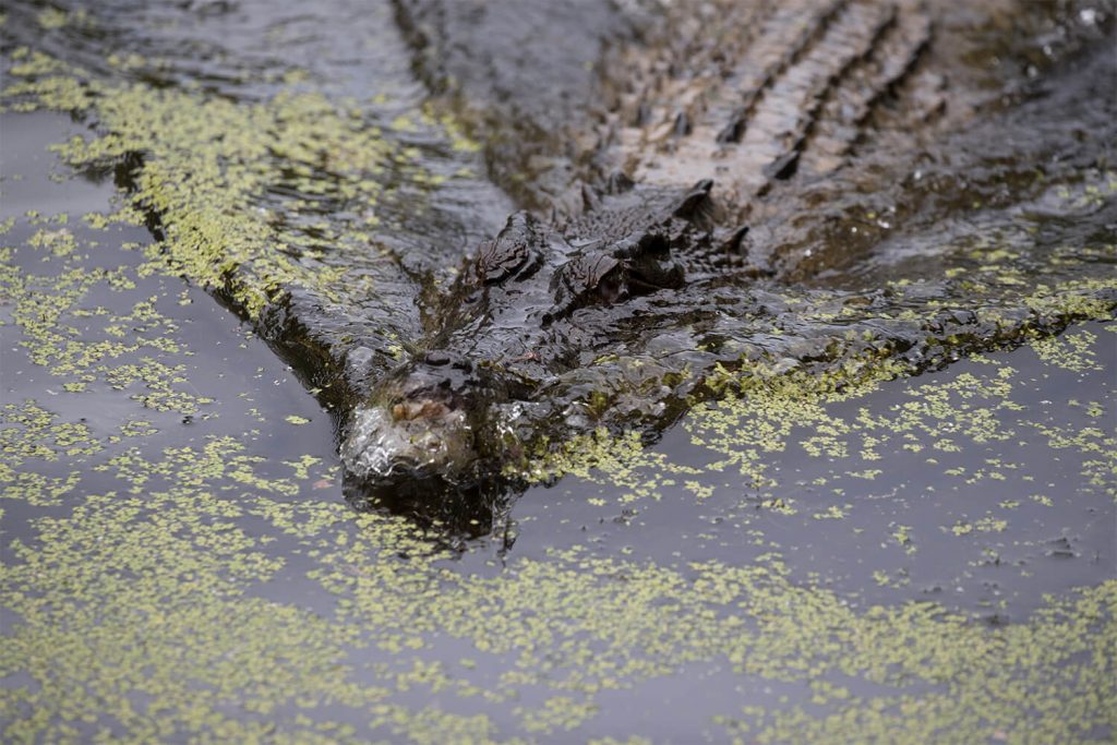 Everything You Need To Know About Crocodiles In Tropical North