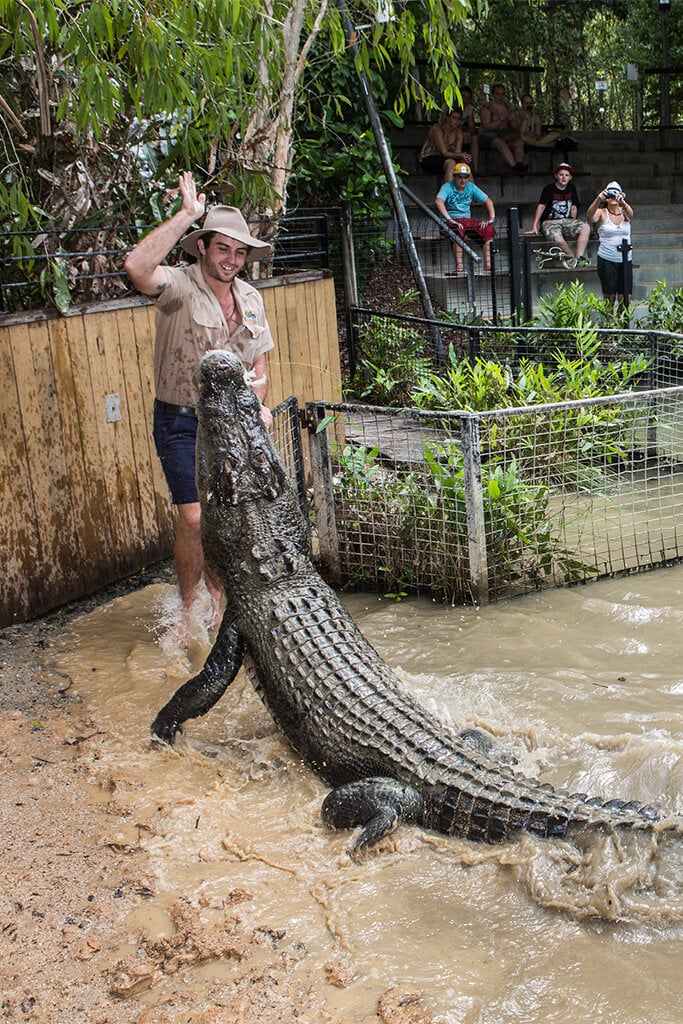 crocodile tours in cairns