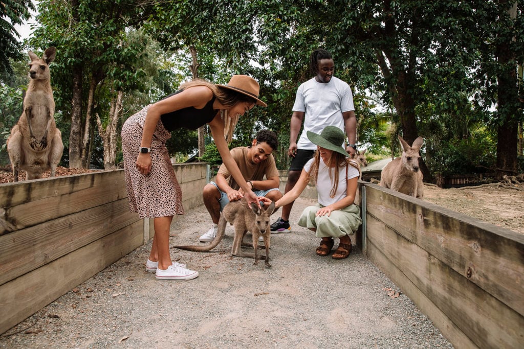 kangaroo feeding at wildlife habitat