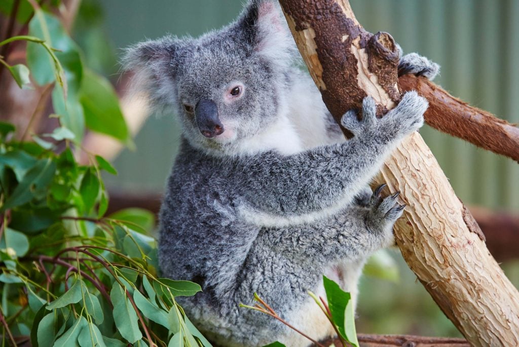 Koala in Kuranda