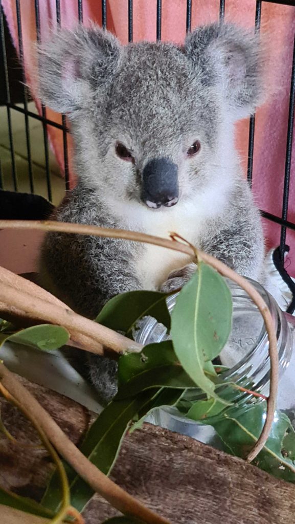 koala joey magnetic island koala rescue