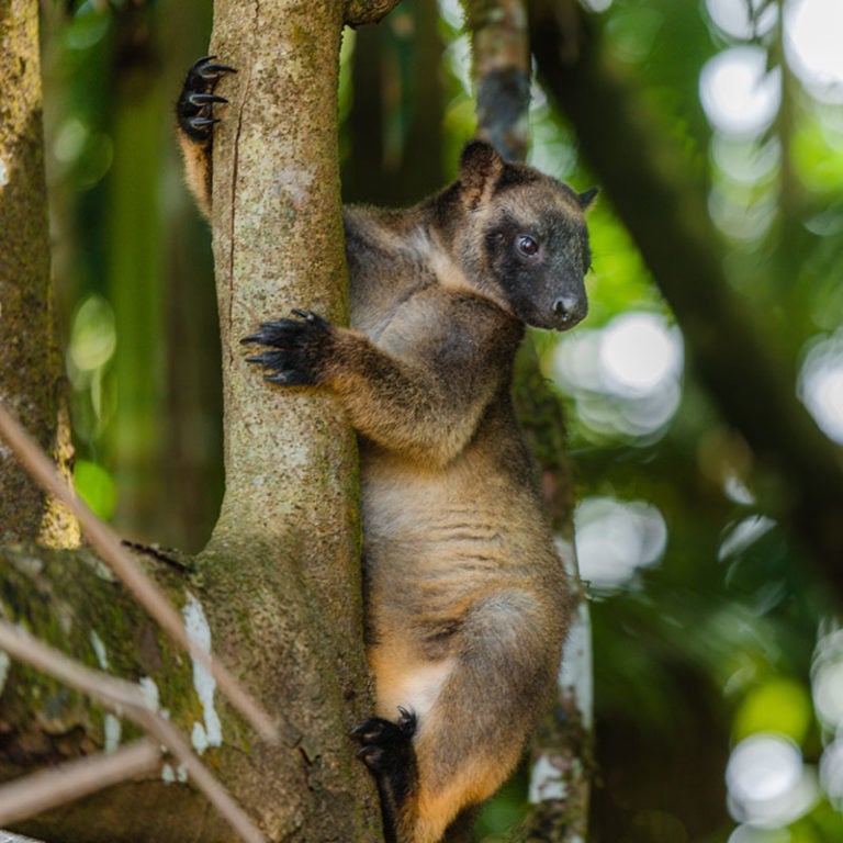 lumholtz tree kangaroo